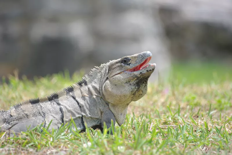 Meksyk ogromna iguana